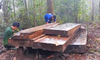 Một vụ phá rừng tại huyện Krông Bông năm 2020