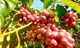Những chùm cà phê chín mọng, căng tròn.