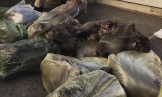 Đắk Lắk: Bắt đối tượng chở cả bao tải khỉ đã chết