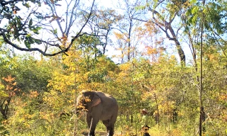 Voi rừng trong Vườn quốc gia Yok Đôn. Ảnh: Đức Phương