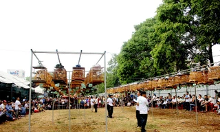 Hơn 300 chú chào mào thi hót