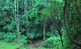 Kỳ lạ những bến nước giữa rừng nguyên sinh sát bên thành phố