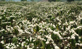 Rẫy hoa cà phê trắng bồng bềnh