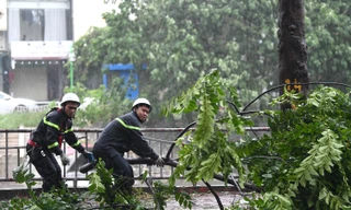 Chủ tịch Hà Nội yêu cầu trồng lại ngay cây xanh quý hiếm sau bão