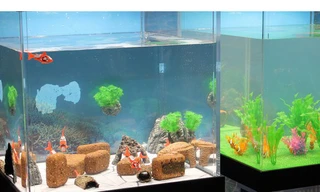 Cá robot có những cử động y hệt như cá thật