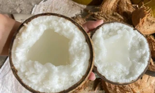 Công bố bảo tàng dừa sáp ở Trà Vinh có số vốn trên 13 tỷ đồng