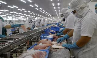Vì sao cá tra Việt xuất Mỹ đang đà tỷ USD bỗng tuột dốc mạnh?