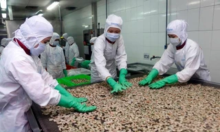 Xuất khẩu thủy sản sang Mỹ phục hồi mạnh