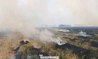 Sản xuất lúa phát thải thấp: Không đốt rơm, rạ gây ô nhiễm