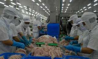 Xuất khẩu cá tra tiếp tục tăng trưởng khả quan, 8 tháng đạt gần 1,8 tỷ USD