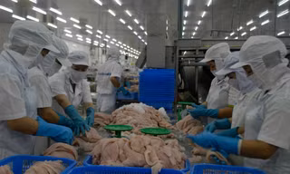 Xuất khẩu cá tra sang Thái Lan tăng ấn tượng