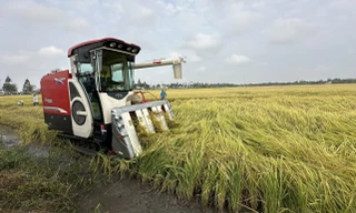 Tăng năng suất, chất lượng, lợi nhuận từ trồng lúa thông minh 