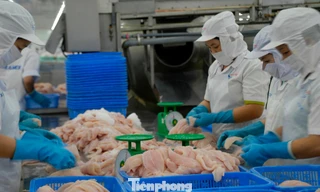 Mải mê xuất khẩu loài cá tỷ USD mà 'quên' thị trường nội địa? 