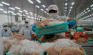 Chế biến thủy sản xuất khẩu ở ĐBSCL. Ảnh: CK