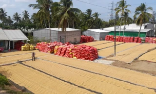 Sản xuất lúa gạo tạo khí nhà kính nhiều nhất trong nông nghiệp