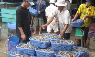 Ngành tôm Việt tiêu tốn 10.000 tỷ đồng kháng sinh/năm