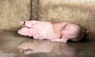 Trà Vinh phát hiện cơ sở giết mổ heo vi phạm