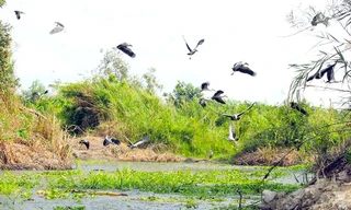 Đề xuất dự án bảo tồn vườn chim quý hiếm tại Hậu Giang