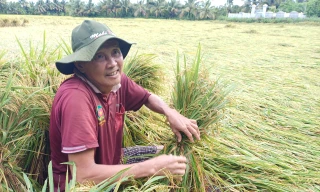 1.700 ha lúa sắp thu hoạch bị đổ ngã do mưa