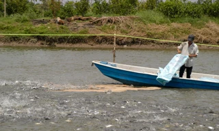 Giá cá tra tăng mạnh