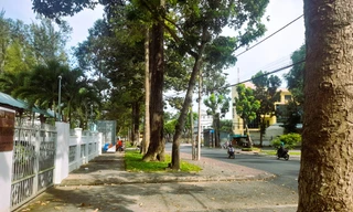 Trà Vinh xin gia hạn cung cấp thông tin, tài liệu về các dự án cây xanh