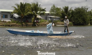 Giá cá tra giống tăng mạnh, người nuôi lo 'treo ao'