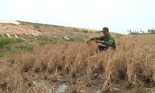 Phó Thủ tướng chỉ đạo làm rõ vụ lúa chết bất thường cạnh công trường cao tốc