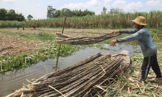Nhà máy đường 'khát' nguyên liệu, 3 lần thông báo thu mua mía bất thành