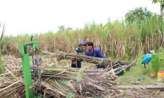 Nhà máy đường cam kết tiêu thụ hết mía cho nông dân Hậu Giang