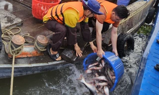 Cần Thơ: Phóng sinh 50 tấn cá tra ra sông Hậu