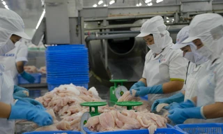 Vượt Brazil, Mexico trở thành thị trường XK cá tra lớn nhất của Việt Nam tại Mỹ Latinh