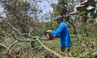 Sầu riêng, chôm chôm, vú sữa chết hàng loạt do nước xả thải nuôi lươn
