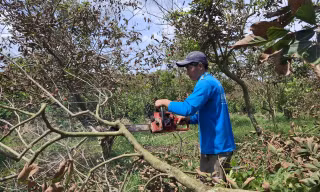 Sầu riêng, chôm chôm, vú sữa chết hàng loạt do nước xả thải nuôi lươn