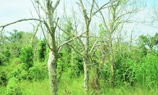 Vườn cây ăn trái chết khô chờ nhà thầu cao tốc bồi thường