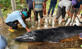 Cá ông nặng 300kg dạt vào bờ biển Trà Vinh
