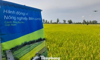 Mời gọi đầu tư tài chính xanh cho chương trình sản xuất lúa phát thải thấp