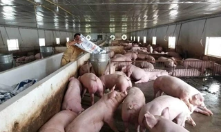 Dịch tả lợn châu Phi lan rộng, Vĩnh Long lập 20 chốt chặn các vùng dịch