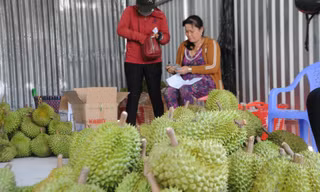 Xuất khẩu nông sản sang Trung Quốc: Vẫn còn mạo danh mã số