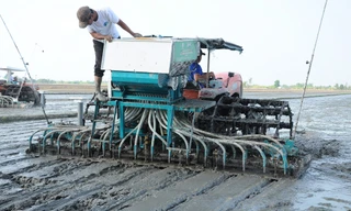 Xuống giống đề án 1 triệu ha lúa chất lượng cao, phát thải thấp