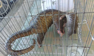 Mua bán 4 con tê tê bị tuyên phạt 1 tỷ đồng