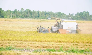 Nhiều nông dân bỏ vụ vì chi phí tăng quá cao