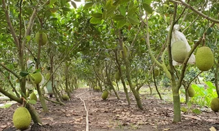 8 tháng 6 lần gửi thông báo vi phạm mã số vùng trồng nông sản