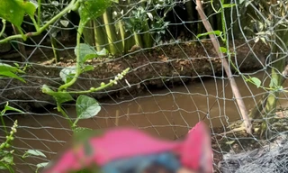 Điều tra nguyên nhân người đàn ông tử vong tại vườn cam