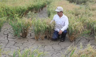 Thủ tướng yêu cầu địa phương lo đủ nước ngọt cho người dân miền Tây