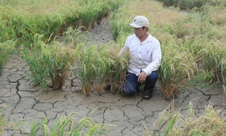 Hạn, mặn ở ĐBSCL có thể tương đương mùa khô lịch sử 2015-2016