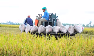 Đề án 1 triệu ha lúa: Cần phải thực sự đi vào đời sống nông dân! 