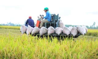 Đề án 1 triệu ha lúa: Cần phải thực sự đi vào đời sống nông dân! 