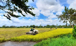 Thu hoạch lúa ở Hậu Giang. Ảnh: Cảnh Kỳ