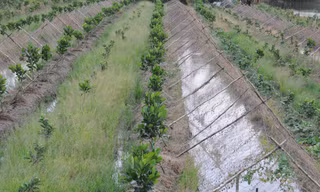 Tin mới vụ chiếm hơn 10.000m2 đất để trồng cây ở Hậu Giang