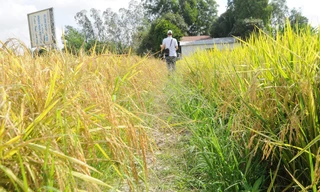 Khoảng 150 nghìn héc ta nguy cơ hạn mặn, thiếu nước